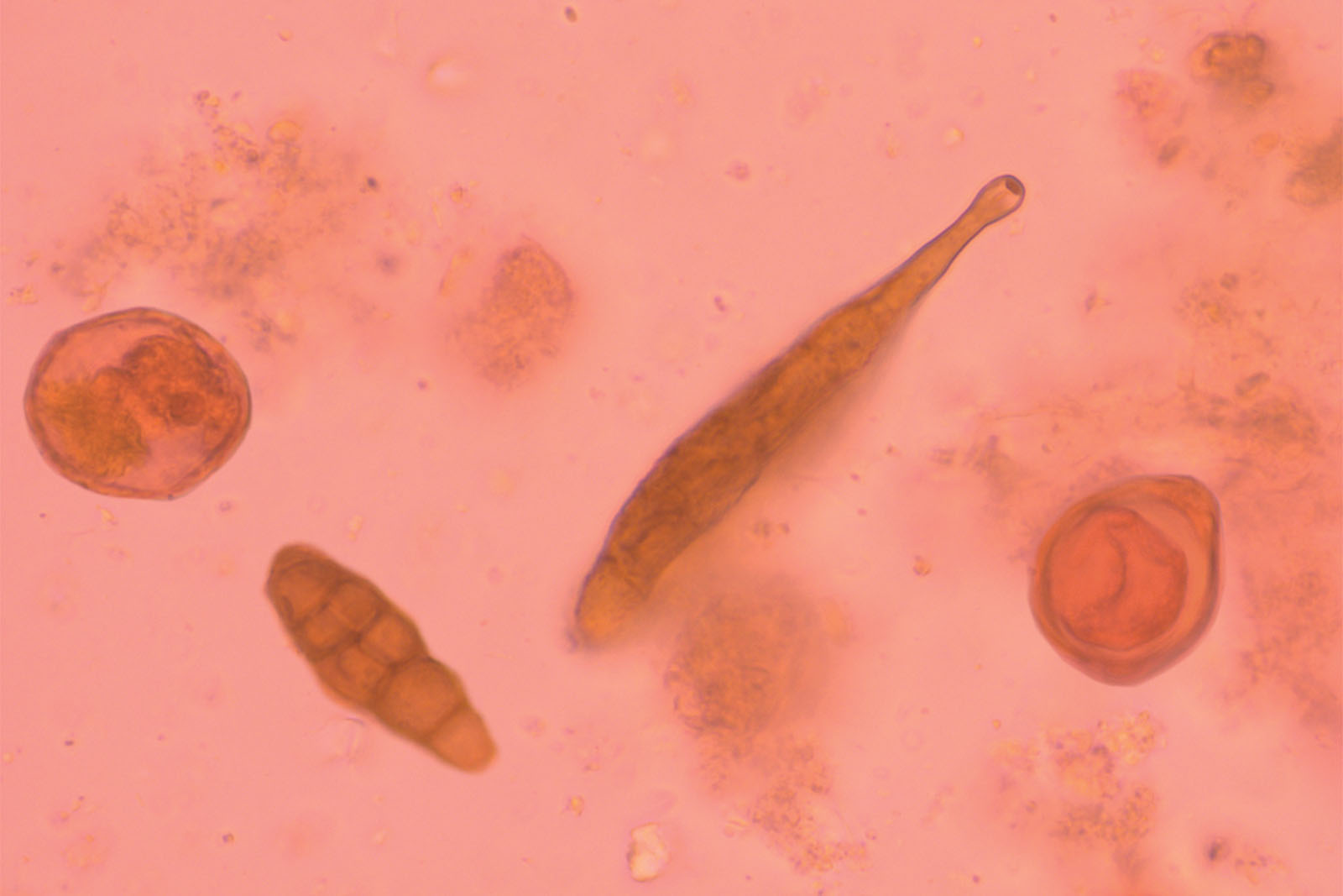 M.I.F. kit - staining M.I.F. kit - staining